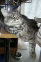 maine coon ZaginioneKoty.pl