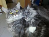 maine coon ZaginioneKoty.pl