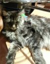 maine coon ZaginioneKoty.pl