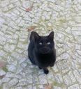 czarny zielonooki kot