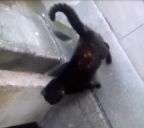 Czarny kot/kotka z prześwitami rudego