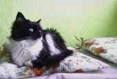 dachowiec/maine coon ZaginioneKoty.pl