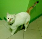 Biały kot z rudym ogonem