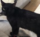 Czarna kotka z chorym oczkiem Bemowo