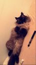 Ragdoll ZaginioneKoty.pl