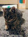 Znaleziona 5 miesięczna kotka