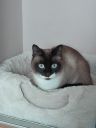 SNOWSHOE ZaginioneKoty.pl