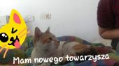 Maść biało rudo czarna ZaginioneKoty.pl