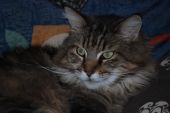 Maine Coon ZaginioneKoty.pl