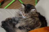 Maine Coon ZaginioneKoty.pl