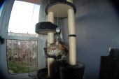 Maine Coon ZaginioneKoty.pl
