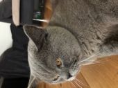 Hoshi