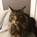 Maine coon ZaginioneKoty.pl