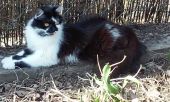Kitka