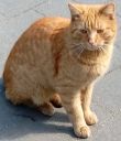 domowy kotek