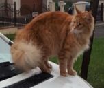 Maine Coon ZaginioneKoty.pl
