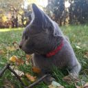 Rosyjski niebieski (szary) ZaginioneKoty.pl