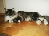 Maine Coon ZaginioneKoty.pl